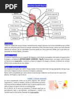 Sistema Respiratorio