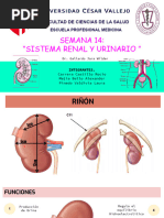 Semana 14 - Sistema Renal y Urinario