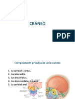 Cráneo y Agujeros Clase #1