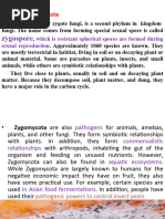 Zygospore: Phylum: Zygomycota