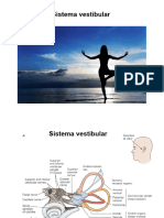 Clase 6. Vestibular, Somestesia