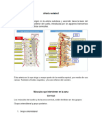 Arteria Vertebral