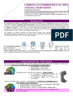 2 Desarrollo Embriofetal Del Sistema Nervioso