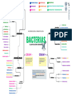 Clasificación de Bacterias