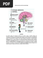 Resumen Primer Parcial Neuropsicología