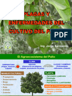 Palto - Plagas y Enfermedades - Recomendaciones