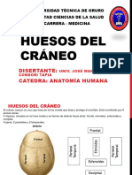 Huesos Craneo