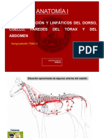 Temas 8 9 y 10 Vascularización Alumnado Version Corta