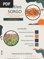 PresentaciónSorgo UnidadIII