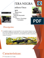 Exposicion Sobre La PANTERA NEGRA