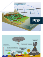 Graficas Ciclos Biogeoquimicos