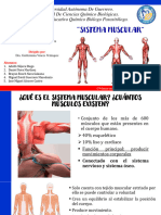 Presentación Del Sistema Muscular