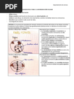 Tema 1. Mitosis - Ficha Alumno