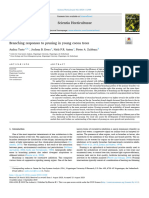 2023 Branching Responses To Pruning in Young Cocoa Trees