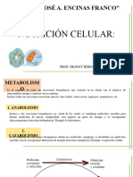 Metabolismo Celular Fotosíntesis