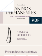 Caninos Permanentes