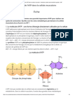 Origine de l'ATP Dans La Cellule Musculaire - Assistance Scolaire Personnalisée Et Gratuite - ASP