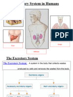 ExcretoryUrinary System2023