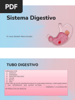 Vi. Sistema Digestivo