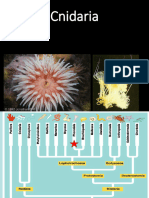 3 - Cnidaria and Ctenophora