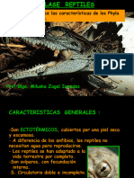 Reptiles y Aves