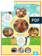 Bird Life Cycle Display Poster