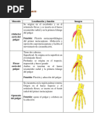 Músculos de La Mano