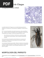 Trypanosoma Cruzi y Gambiense