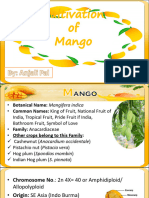 Mango