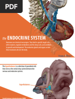 VisibleBody Endocrine System