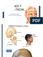 Craneo, Mimica Facial