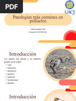 Patologias de Polluelo de Avestruz