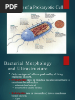 Structure of Prokaryotic Cell