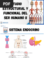 Sesiones #17 y 18-Estudio Estructural y Funcional Del Ser Humano II-03 de Octubre-2023-Ate - PDF - 20231023 - 200935 - 0000