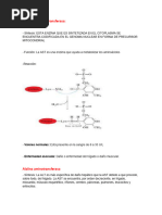 Cuadros de Enzimas