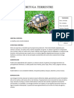 Tortuga Terrestre