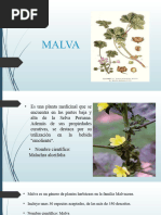 MALVA