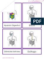 Aparato Digestivo Letra Imprenta