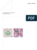 Eritrocitos - Histología, Estructura, Función, Ciclo Vital - Kenhub