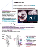 Embriología - 1