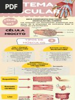 Infografia Musculos