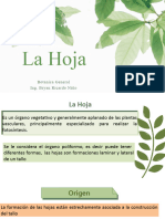 Hoja Botanica General