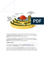 O Retículo Endoplasmático É Uma Organela Membranosa Relacionada Com A