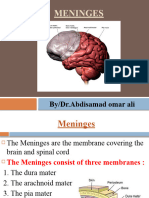 Meninges