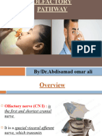 Olfactory Pathway