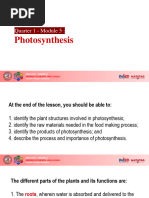 Photosynthesis Grade 9