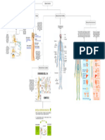 Diagrama Sistema Nervioso 