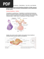 Tutoria Sistema Endócrino