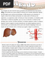 Cirrosis Hepatica