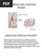 Desarrollo Del Folículo Piloso